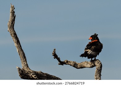 Bateleur Eagle resting in a tree overwatching the Kruger National Park in South Africa