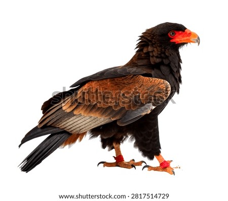 Bateleur Eagle Standing Majestically With Glossy B Isolated On White Background
