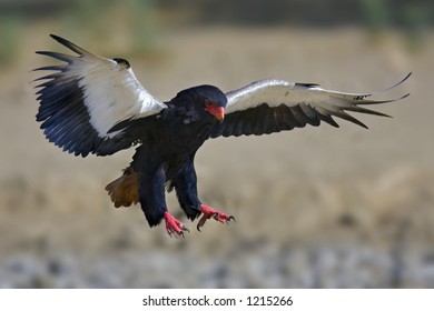 Bateleur : Terathopius Ecaudatus : South Africa : Kalahari Dessert