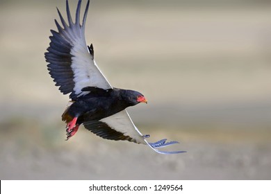 Bateleur; Terathopius Ecaudatus; South Africa; Kalahari Dessert