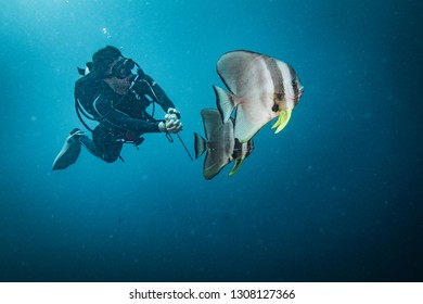 Batfish In Anilao Batangas Philippines