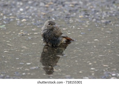 the bath of the bird