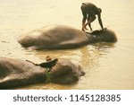 The bath of elephants-Nepal