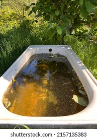 A bath filled with dirty water in the garden. A bath left in the shadow of a tree in a vegetable garden. Sludge and slit in water