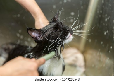 Bath And Shower To A Persian Cat