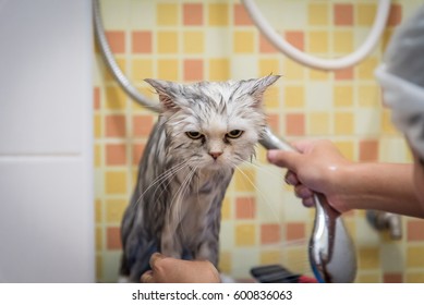 Bath or shower to a Persian chinchilla cat ,feel bored, cat hate bath time. - Shutterstock ID 600836063