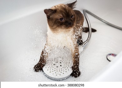 Bath Or Shower To A Scottish Cat
