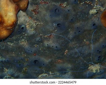 Bath Sponge Or Fine Levant Sponge, Turkey Cup Sponge Spongia (Spongia) Officinalis Close-up Undersea, Aegean Sea, Greece, Halkidiki