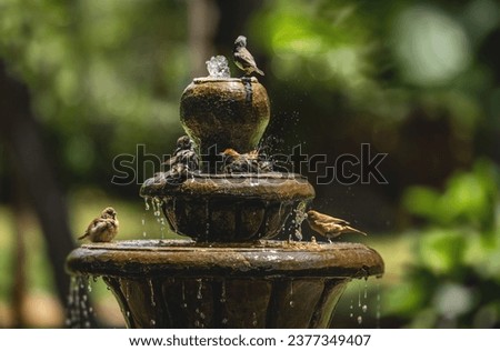 Bath time. Birds in the water fountain. Park scene. 