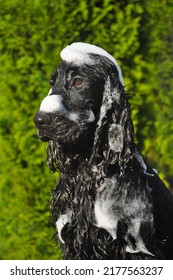 Bath Time For Black English Cocker Spaniel