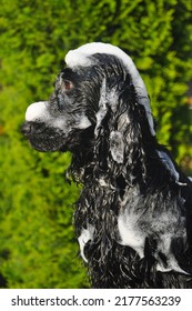 Bath Time For Black English Cocker Spaniel