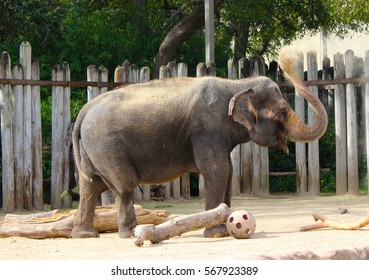 Bath Time. Fort Worth Zoo. October 25th 2016