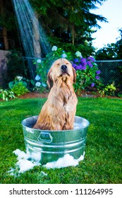 Bath time for a Golden Retriever Dog