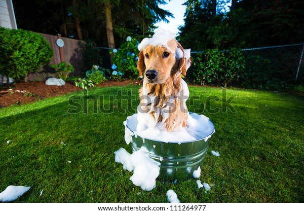 Bath Time Golden Retriever Dog Stock Photo (Edit Now) 111264977