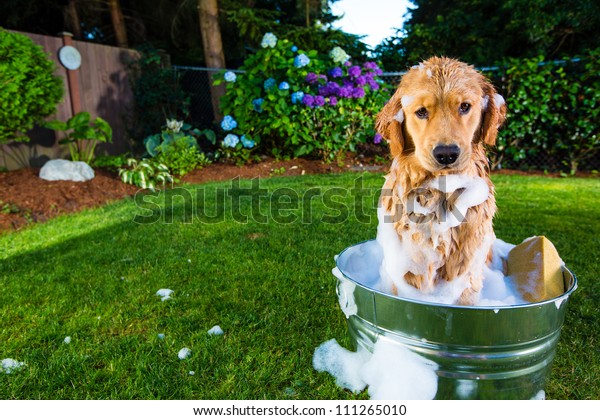 Bath Time Golden Retriever Dog Stock Photo (Edit Now) 111265010