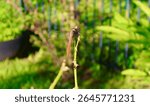 Bathed in gentle sun-rays, a female roseate skimmer dragonfly rests gracefully, her delicate wings aglow with iridescent light. Florida, June 23, 2025