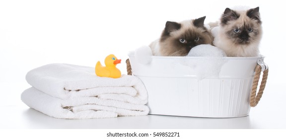 Bathing The Cat