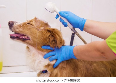 Bathing The Dog In The Barber Shop