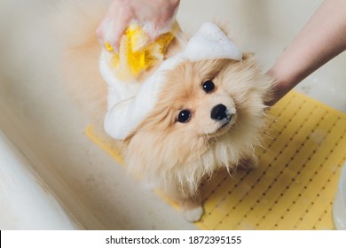 bathing the dog in the pomeranian dog hairdresser.