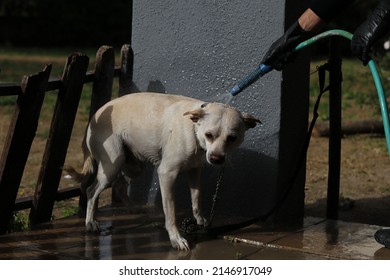 bathing a dog, pouring water from a hose, the dog is wet,