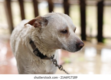 bathing a dog, pouring water from a hose, the dog is wet,