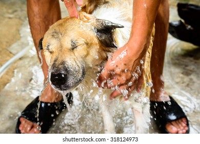 Bathing dog / Thailand Bangkaew  dog breed.