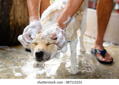 Bathing Dog / Thailand Bangkaew Dog Breed.