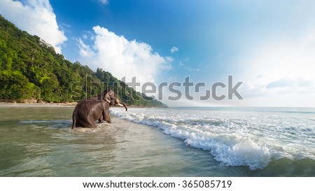 Bathing elephant on the tropical beach background. Havelock island, India.