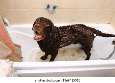 犬 シャンプー の画像 写真素材 ベクター画像 Shutterstock