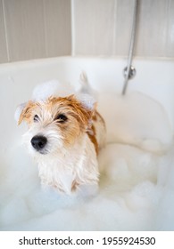 Bathing A Jack Russell Terrier Puppy In A Bubble Bath After A Walk .