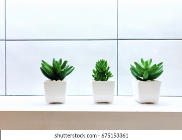 Bathroom Plants Little Decorated Idea