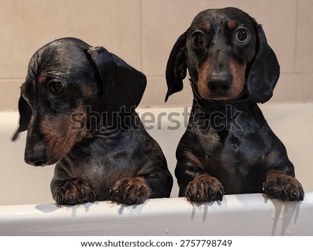 Bathtime for two short haired miniature dachshund dogs. Both dogs are wet and looking sorry for themselves. One of the dogs is looking at the camera, whilst the other is looking away. 