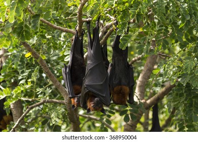 4,612 Hanging flying fox Images, Stock Photos & Vectors | Shutterstock