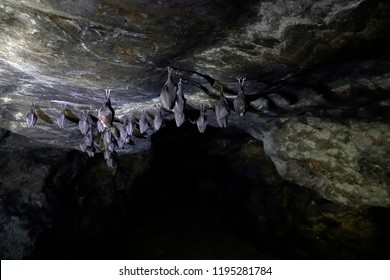  Bats In A Cave     