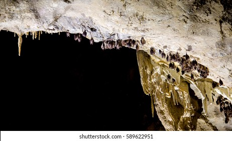 Bats In Cave Hibernation