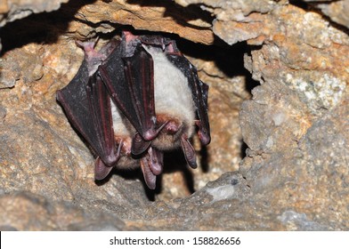 Bats in a cavity inside a mine. 