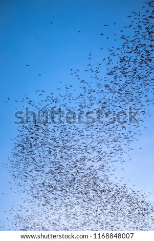 Similar – Sternenregen auf Asphalt