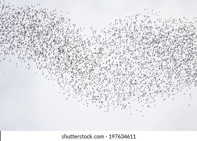 Bats Flying In Gunung Mulu National Park