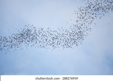 Bats Flying In Gunung Mulu National Park