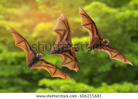 Bats flying on green background