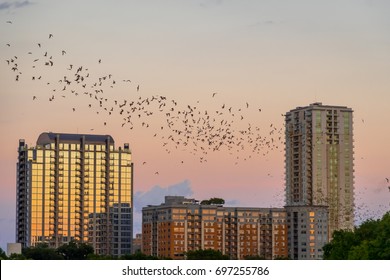 Bats Flying Over Austin, TX At Sunset