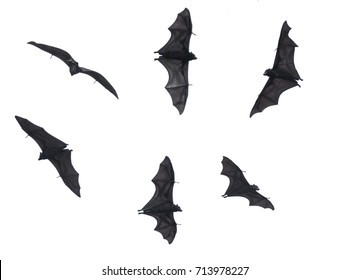 Bats, Fruit Bats Isolated on White Background