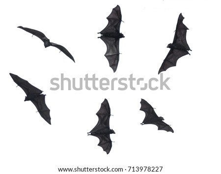 Bats, Fruit Bats Isolated on White Background