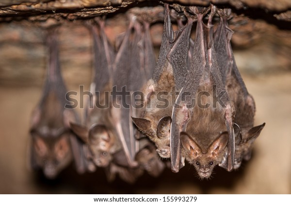 Bats Hang Ceiling Dark Cave Mergui Stock Image Download Now
