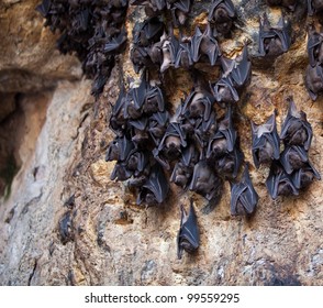 Bats Hanging On A Rock In A Cave