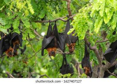 Bats Hanging On A Tree Branch ,bats Are Among The Carriers Of The Coronavirus Epidemic Ravaging China