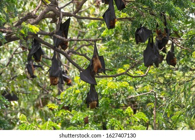 Bats Hanging On A Tree Branch ,bats Are Among The Carriers Of The Coronavirus Epidemic Ravaging China