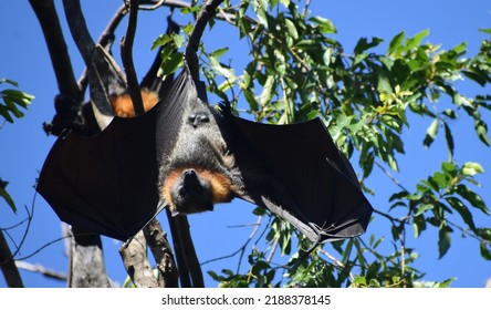 Bats Hanging Upside Down Tree Stock Photo 2188378145 | Shutterstock