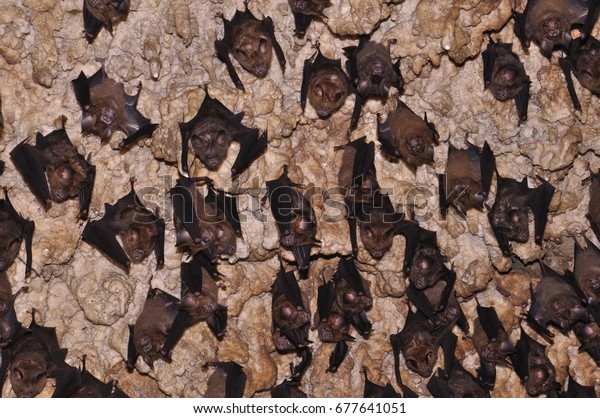 Bats Nepal Pokhara Bats On Ceiling Stock Photo Edit Now 677641051