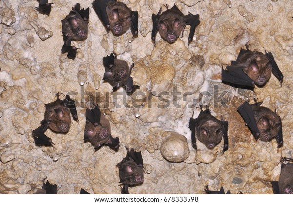 Bats Nepal Pokhara Bats On Ceiling Stock Image Download Now